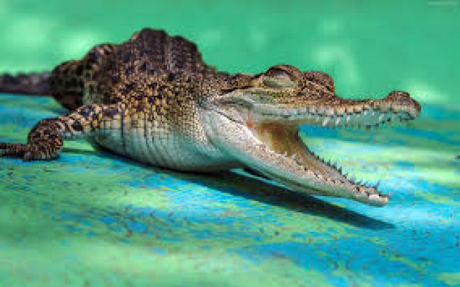 Czy wiesz, że gdy krokodyl traci ząb