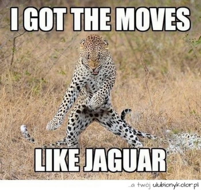 Uważaj na jaguary!