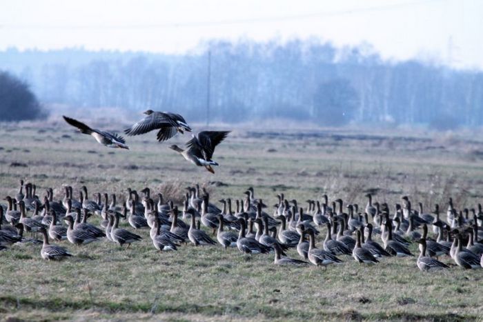 Skrzydlaci przybysze